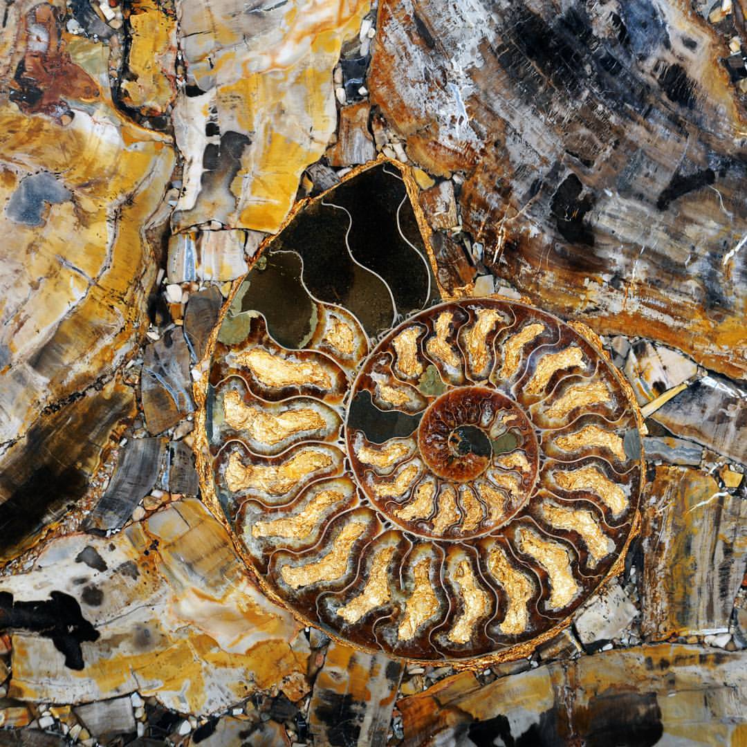 14659234_338471016513579_3039273868314279936_n