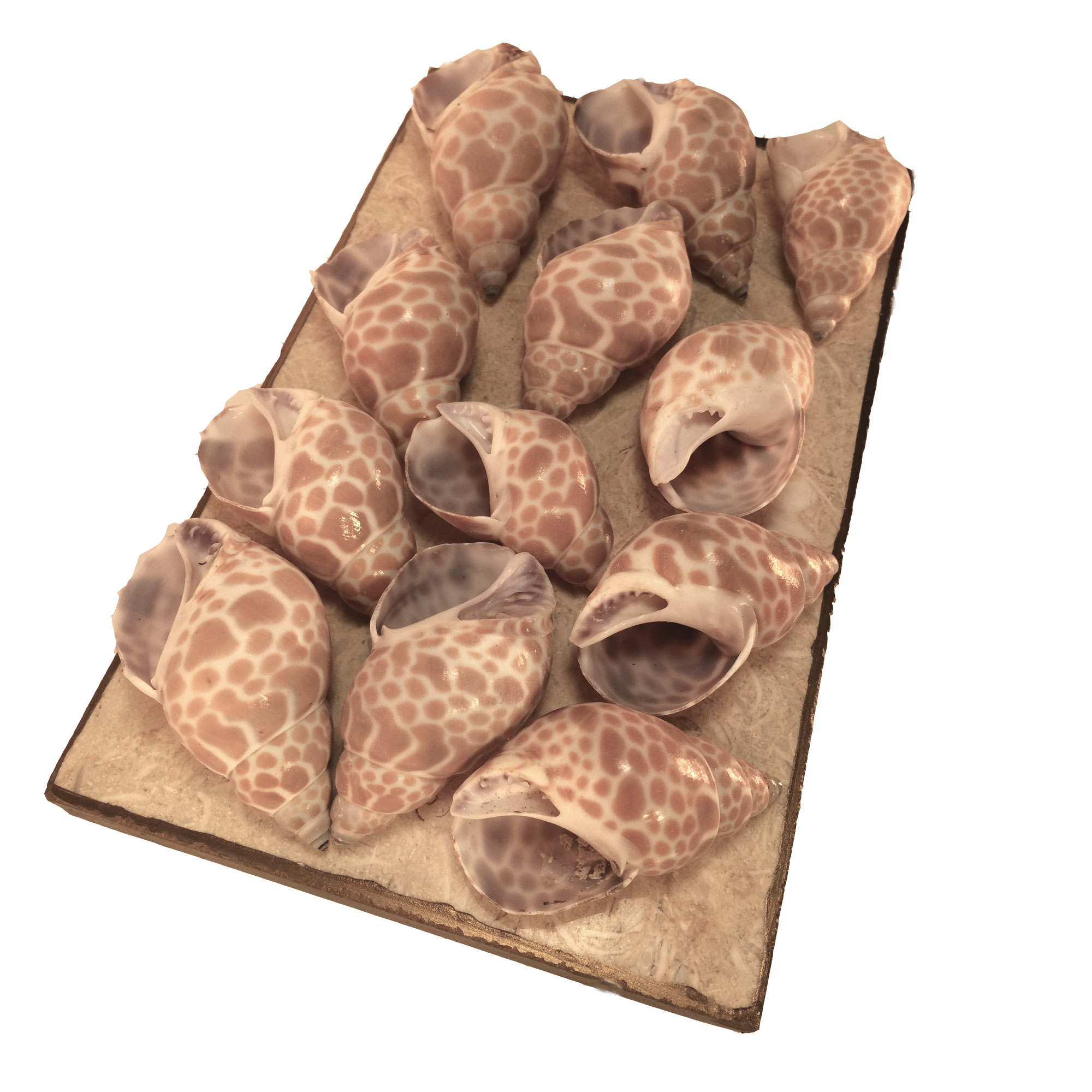 Suport potpourri, mariafrancesca.art, diverse plante - Image 6