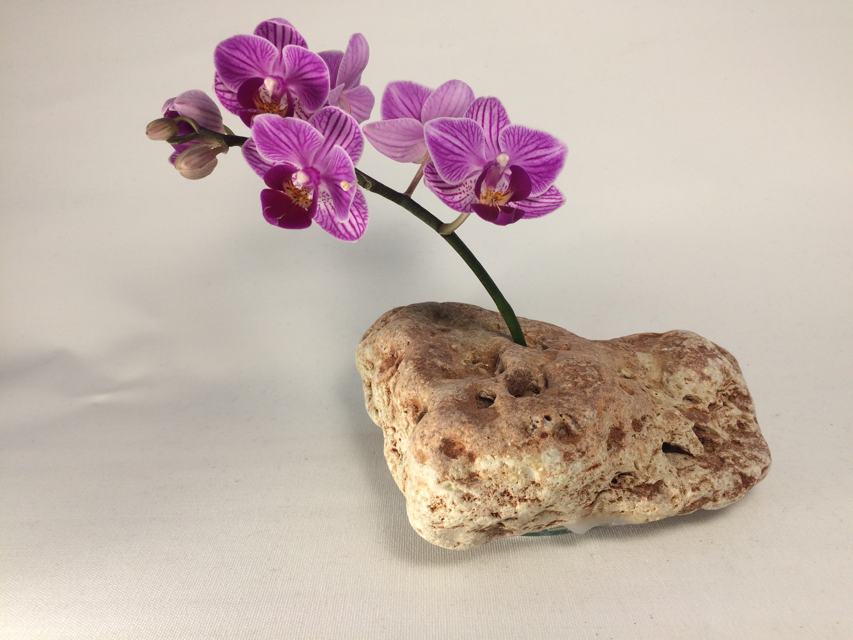 4F, Fie Floare, Fie Foc - Image 5