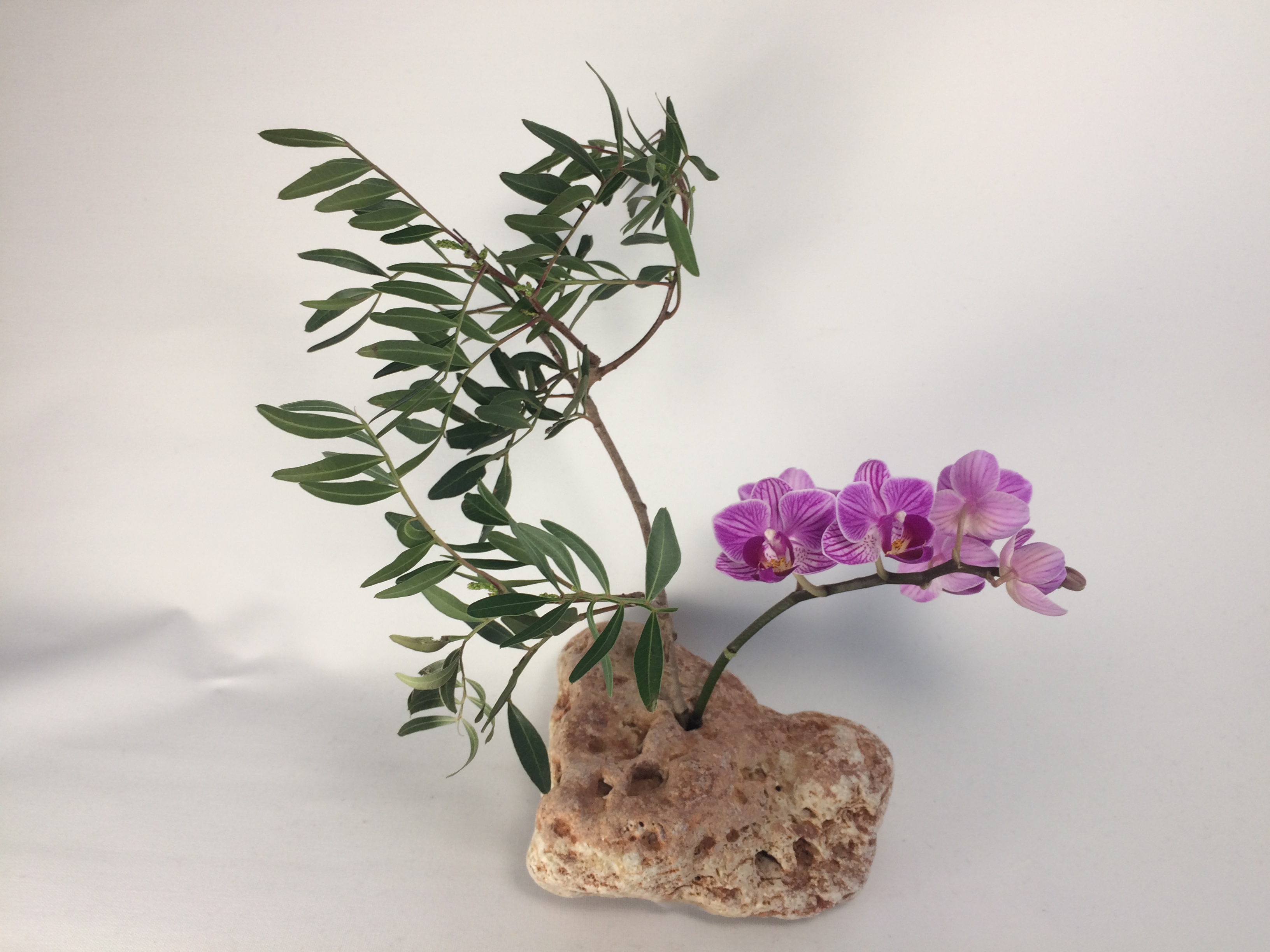 4F, Fie Floare, Fie Foc - Image 4