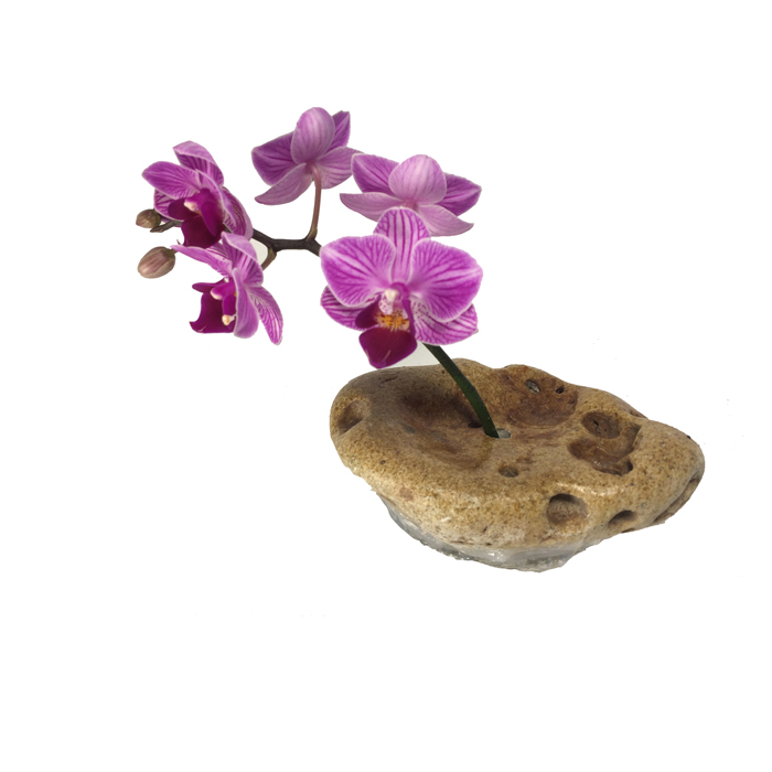 4F, Fie Floare, Fie Foc - Image 2